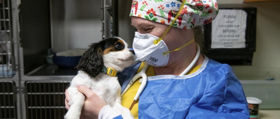 Vet with puppy