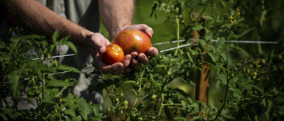 Tomatoes off the vine